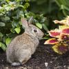 8 najlepších plotov pre králiky pre vašu záhradu