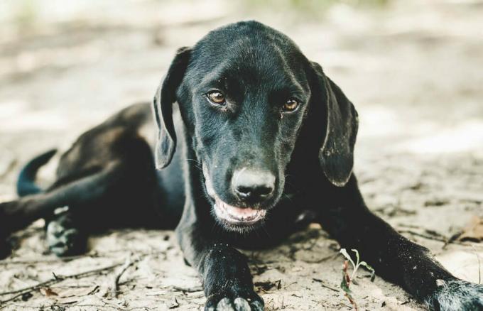 Primer plano de un hermoso cachorro de Labrador negro tumbado en la arena a la orilla del lago, jadeando para recuperar el aliento después de jugar