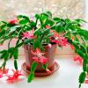 10 netoksičnih sobnih biljaka koje su sigurne za kućne ljubimce