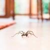 Este simple truco mantendrá a las arañas fuera de tu casa