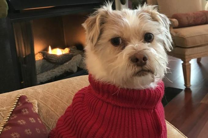 Perro en suéter rojo
