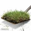 גידול דשא דשא: הגישה האורגנית (DIY)