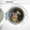 Hoe kattenurine en de geur uit kleding te krijgen?