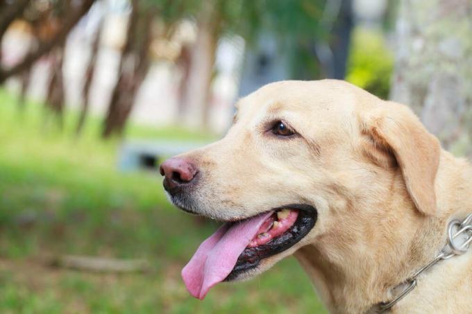 Perro de raza Labrador con nariz para oler bien.