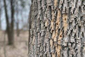 9 señales de que tu árbol está muriendo