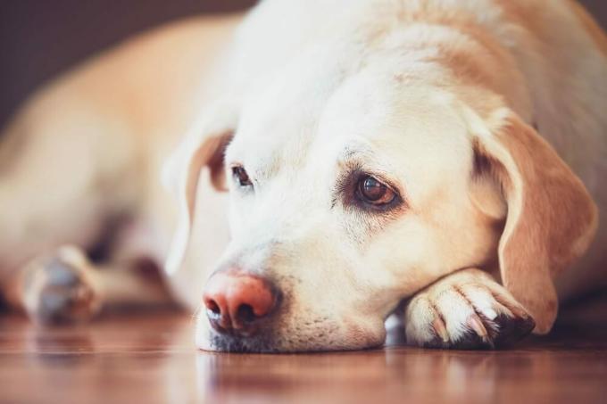 Mirada triste del perro viejo. Labrador retriever enfermo (o cansado) acostado sobre un piso de madera en casa.