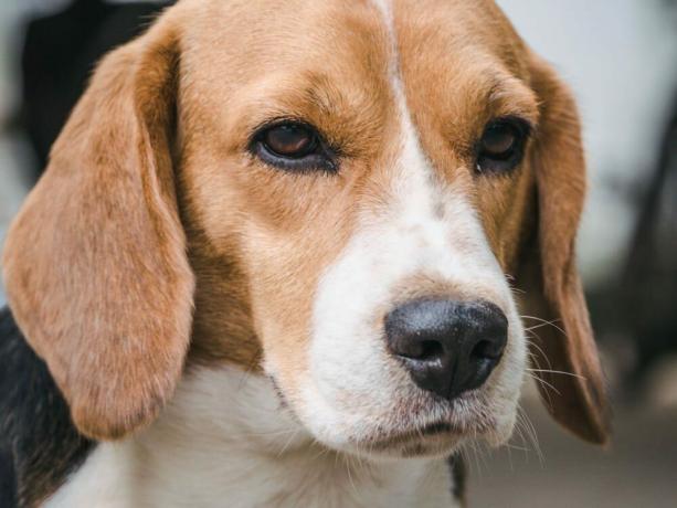 Cara de perro beagle