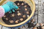 Lo que debe saber sobre la plantación de bulbos en macetas