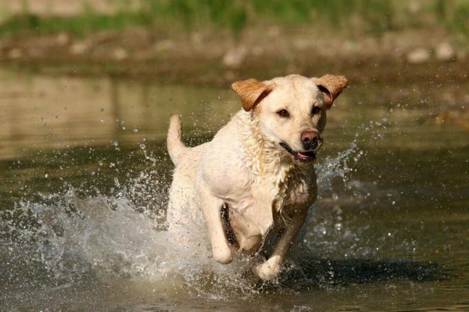 Labrador retriever saltando en el agua.