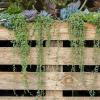 15 consejos para plantar suculentas al aire libre - The Family Handyman