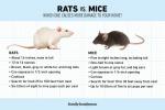 Ratten versus Muizen: welke veroorzaakt meer schade aan uw huis?