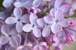 Cómo cultivar y cuidar los arbustos de lilas