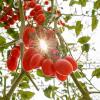 Najlepsze porady dotyczące uprawy pomidorów