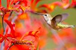 30 piante per attirare i colibrì nel tuo prato