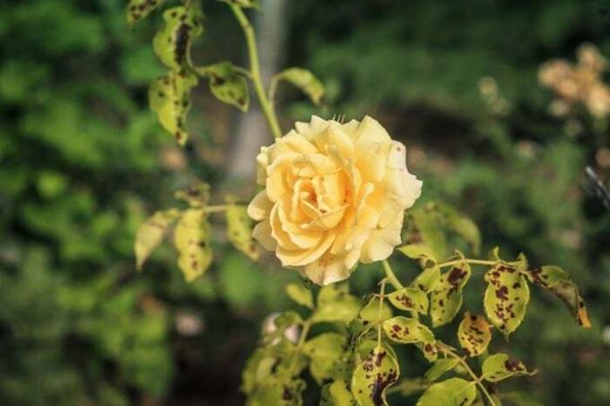 skaista dzeltena roze rožu krūmā, ko skārusi Diplocarpon rosea jeb melnplankumainība