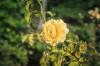 Kaip gydyti juodųjų dėmių ir rožių rozetės ligą