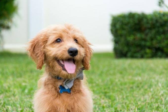 Simpatico cucciolo Golden-doodle con farfallino seduto all'aperto con la lingua fuori.