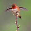 Por qué el colibrí rufo es el pájaro más duro del bloque