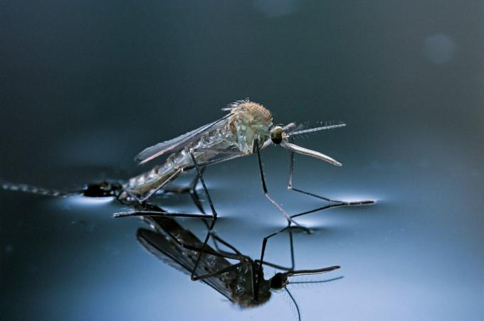 Culex pipiens (комар обыкновенный) - вылупляющийся (d10)