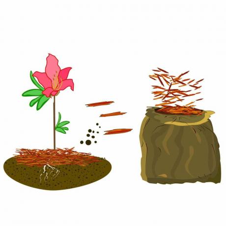 Ilustración de acolchado de azaleas