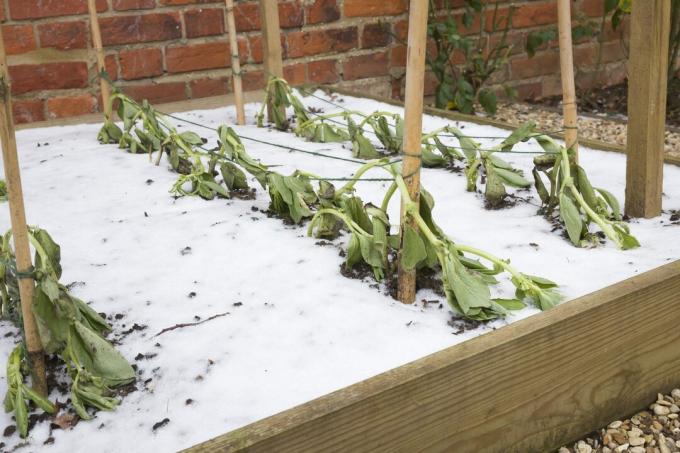 talvekülma poolt kahjustatud juurviljaaed
