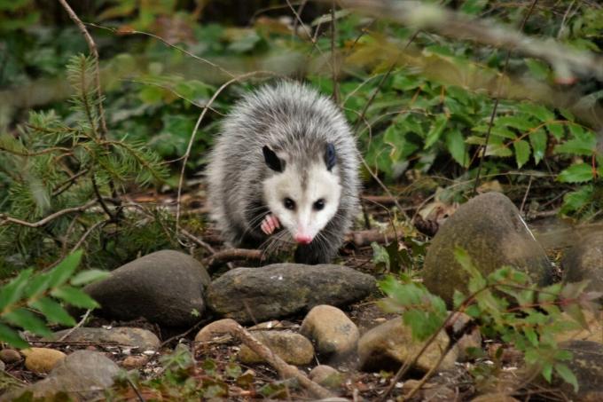 มุมมองของหนูพันธุ์ Opossum On Rock