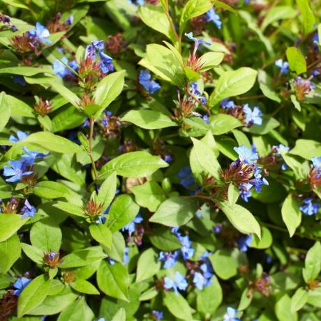 Niebieskie kwiaty plumbaginaceae ceratostigma plumbaginoides w ogrodzie. Czas letni i wiosenny
