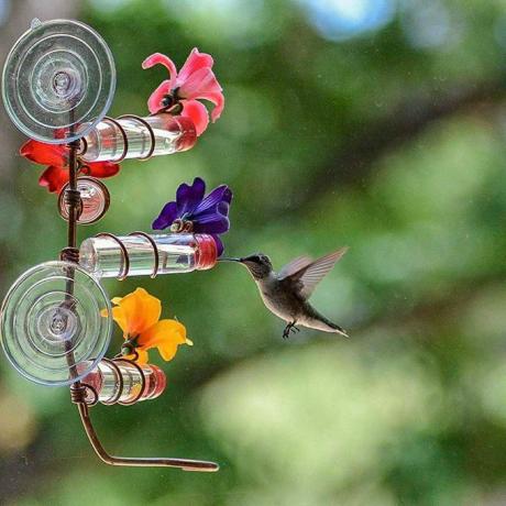 kolibříci