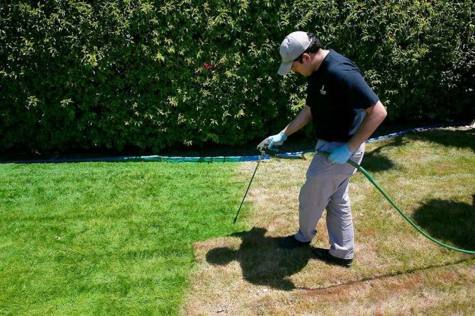 Grass Painter Nastříká mrtvý trávník zelenou barvou ve spreji po extrémním horku a suchu
