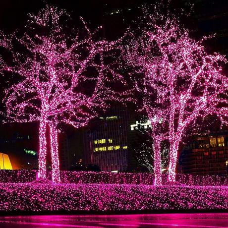 ružové vianočné svetlá na stromoch