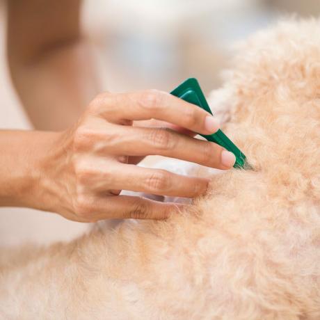 Mulher aplicando tratamento contra pulgas em cachorro