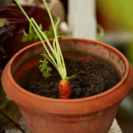 Zanahoria creciendo en una maceta