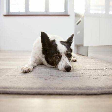 Un cagnolino sdraiato sul pavimento all'interno. Copia spazio