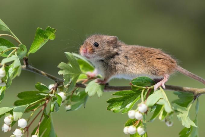 Χαριτωμένο ποντίκι Harvest που τρέχει κατά μήκος του Hawthorn Blanch