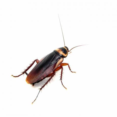 amerikansk kakerlakk