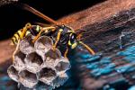 Controlla le vespe estive eliminando la regina in primavera
