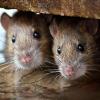Zakaj miši žvečijo električne žice?