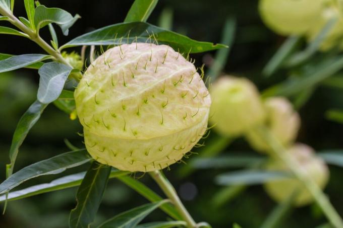 Гомфоцарпус пхисоцарпус, обично познат као балон или биљка лабуд