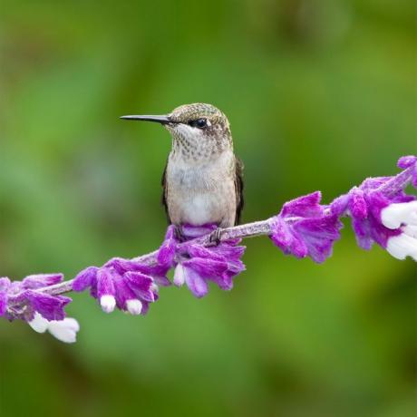 colibrì su salvia messicana