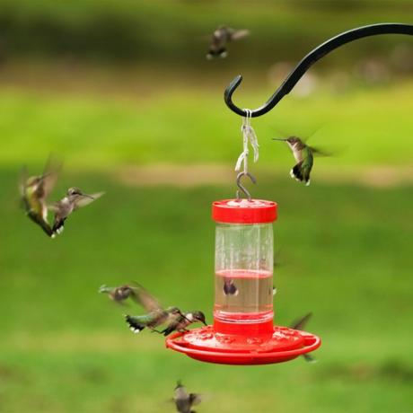 molti colibrì che combattono