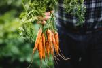 Hur man odlar morötter