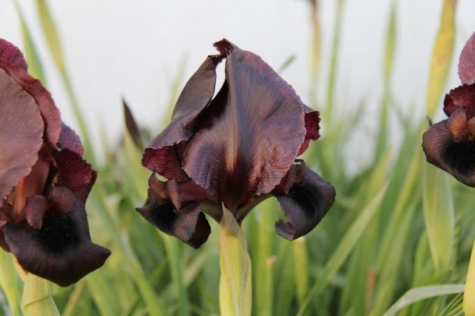 Trois iris noirs se bouchent