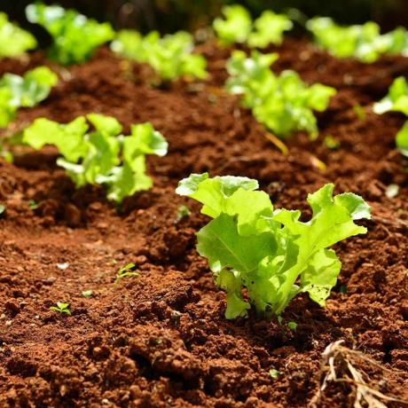 Små salatplanter i havebed
