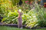 10 plantas repelentes de conejos
