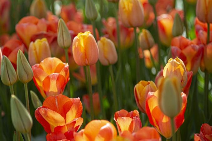 Close-up de naranja tulipanes en un campo, Mt Vernon, Washington, Estados Unidos, EE.UU.