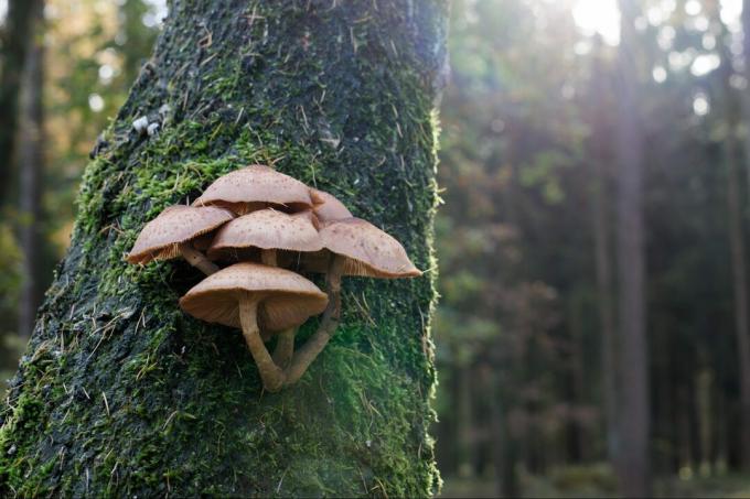 Close de cogumelos crescendo no tronco de uma árvore na floresta
