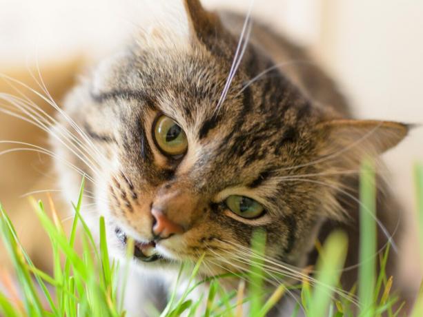 Skaists, pūkains kaķis ēd zaļu zāli. Horizontāli.