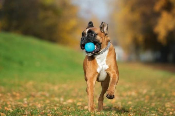 כלב בוקסר גרמני שמח משחק עם כדור בסתיו