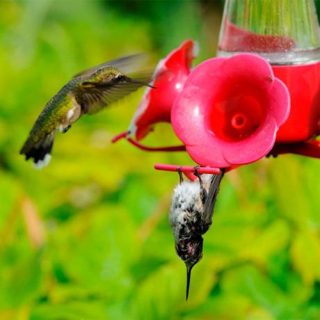 kolibrie die ondersteboven hangt
