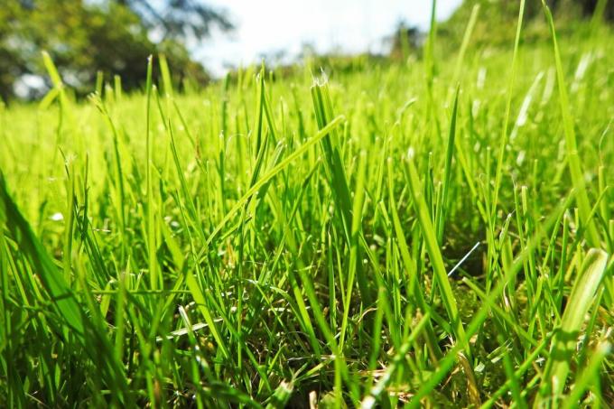 органска зелена трава изблиза
